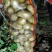 土豆