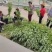 南阳艾叶全叶统品质保证诚信经营自家基地欢迎联系