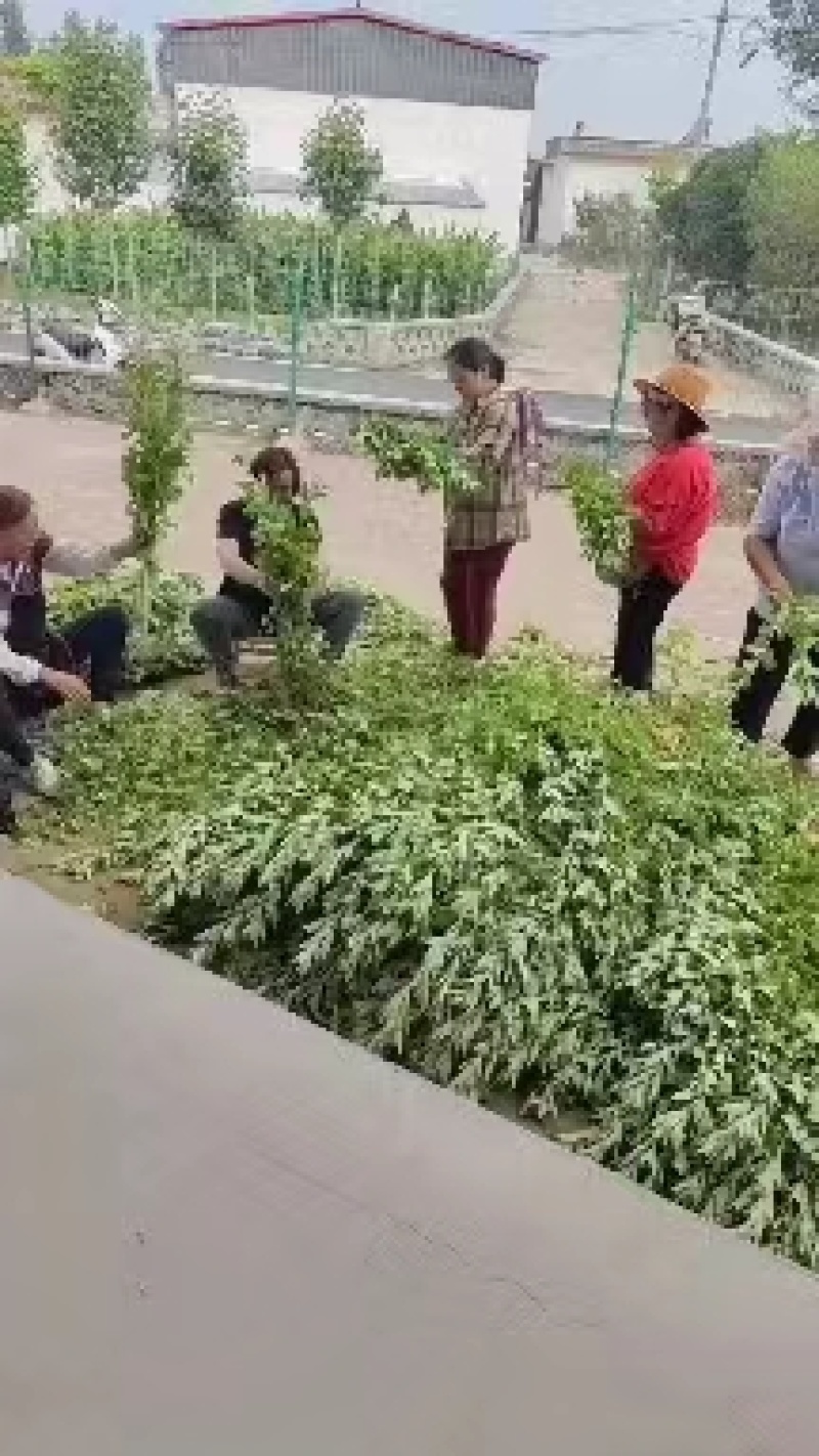 南阳艾叶全叶统品质保证诚信经营自家基地欢迎联系