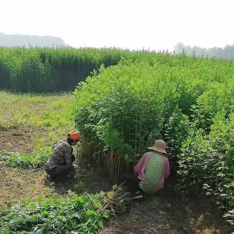 南阳艾叶全叶统品质保证诚信经营自家基地欢迎联系