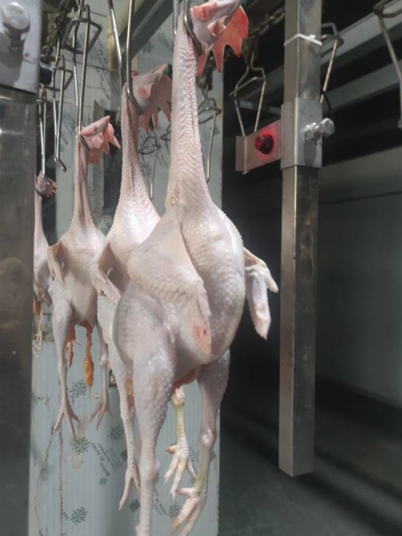 老母鸡