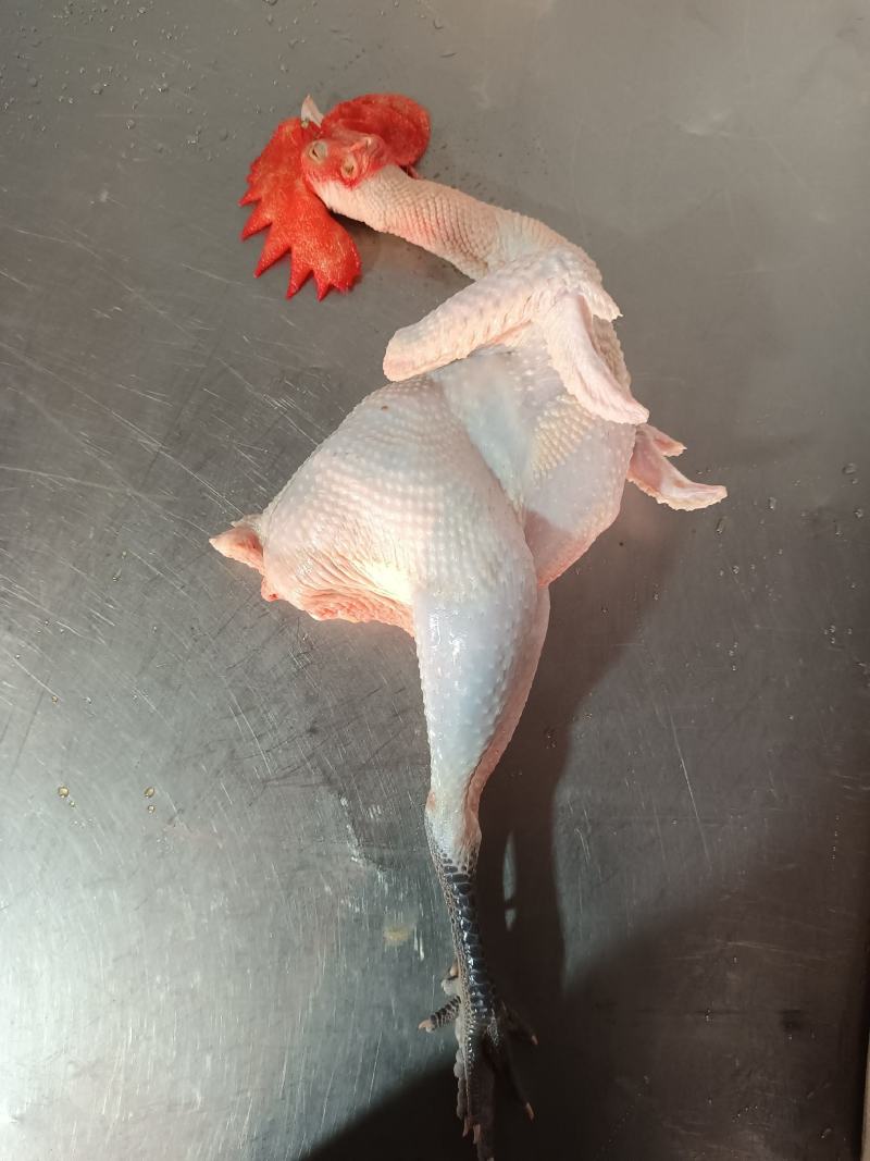 散养大公鸡