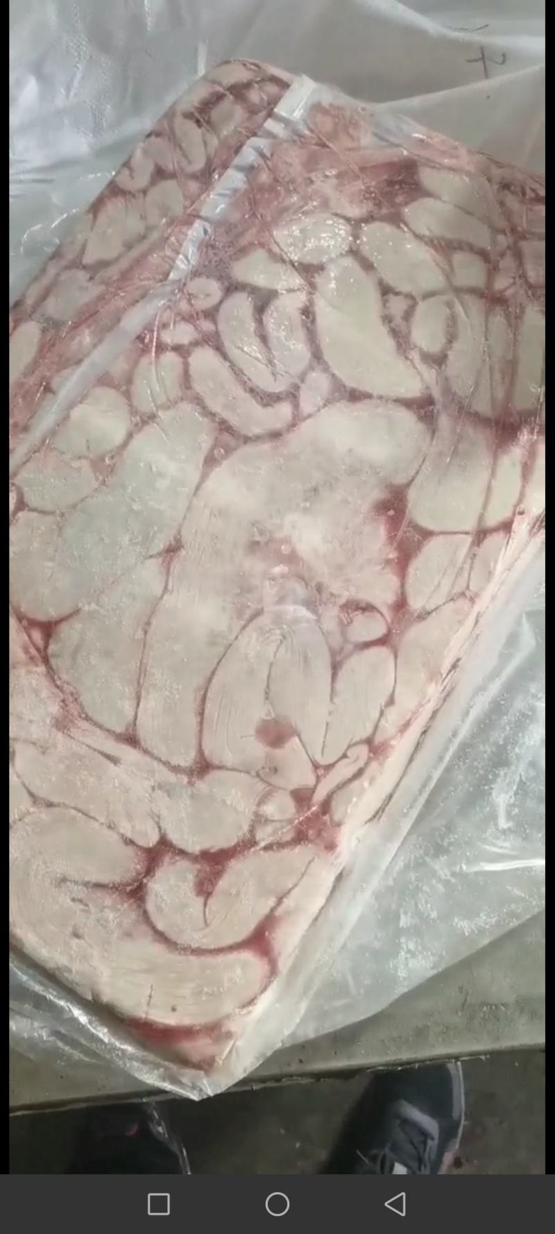 母猪中花肠大花肠