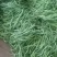 精品露天架豆王架豆王架豆王