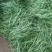 精品露天架豆王架豆王架豆王