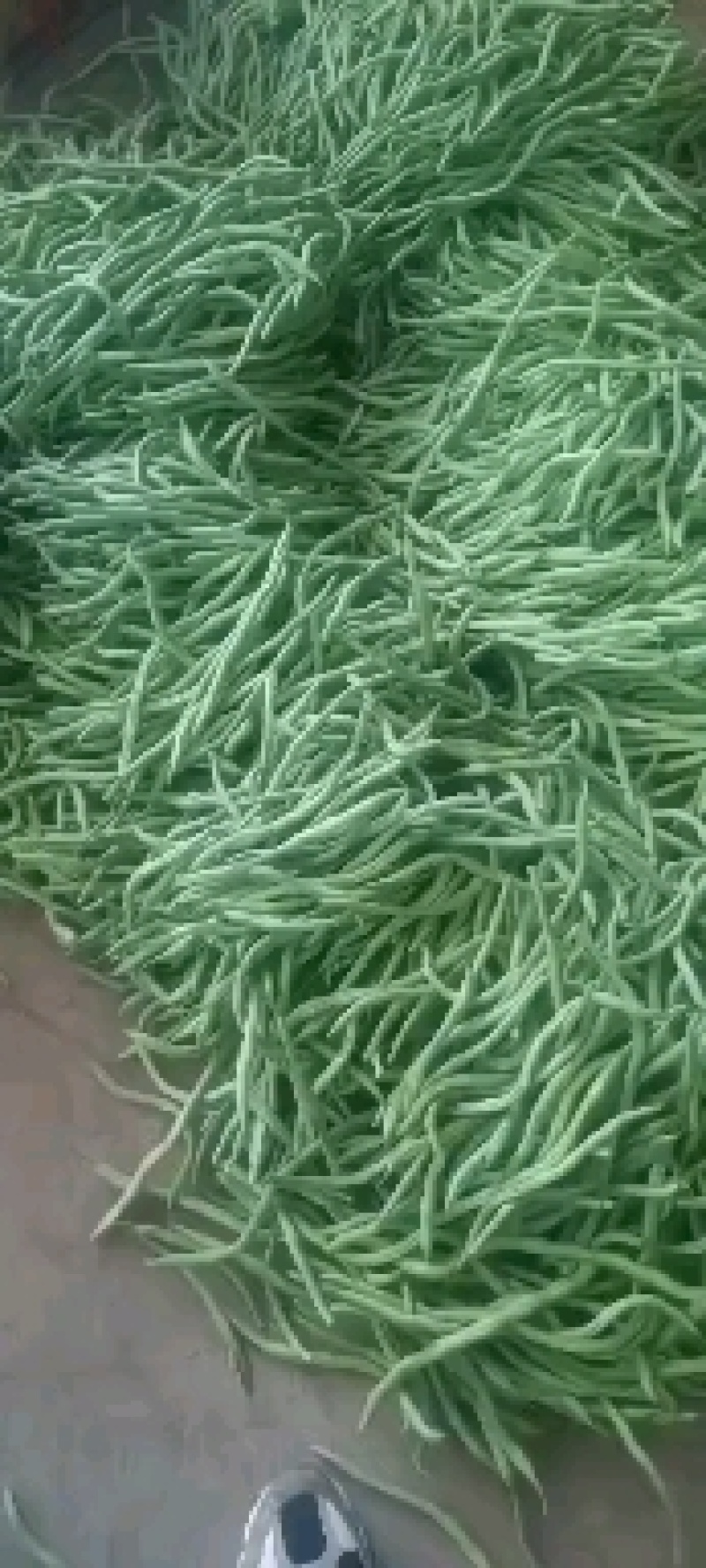 精品露天架豆王架豆王架豆王