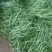 精品露天架豆王架豆王架豆王