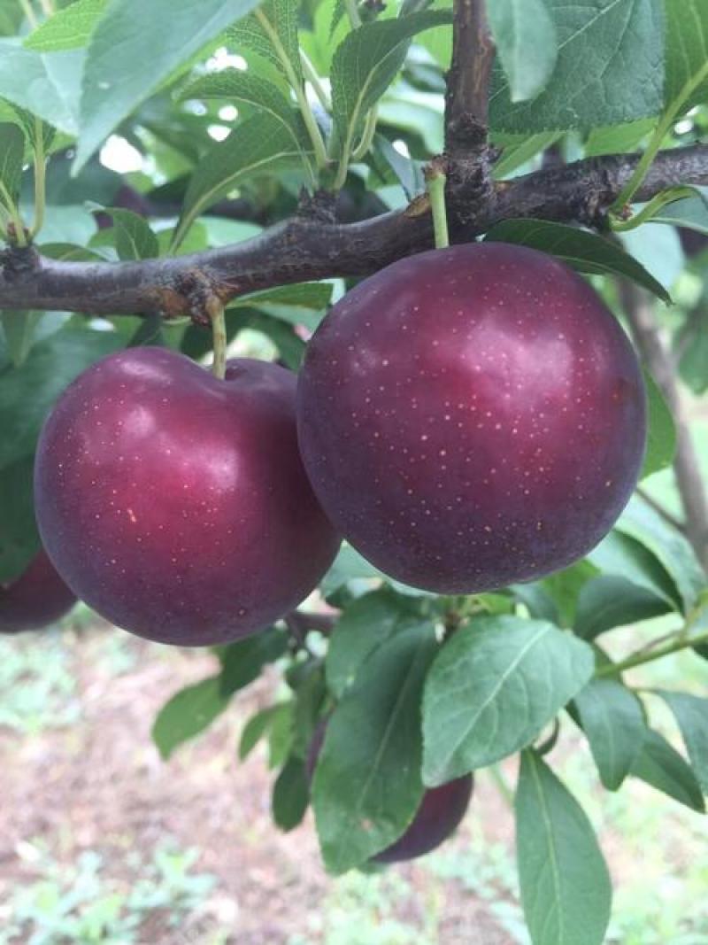 湖北各类李子（澳洲红八宝丹大宝石小宝石五月脆）大量上市