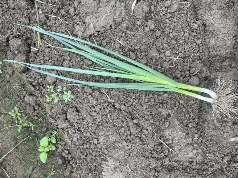 蒜苗花的特写照片,展示其白色或淡紫色小花,呈球状排列 蒜苗的花长什么样