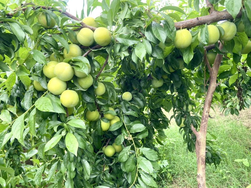 展示多个成熟蜂糖李的特写照片,果实饱满、色泽金黄带红晕 蜂糖李的整体外观展示