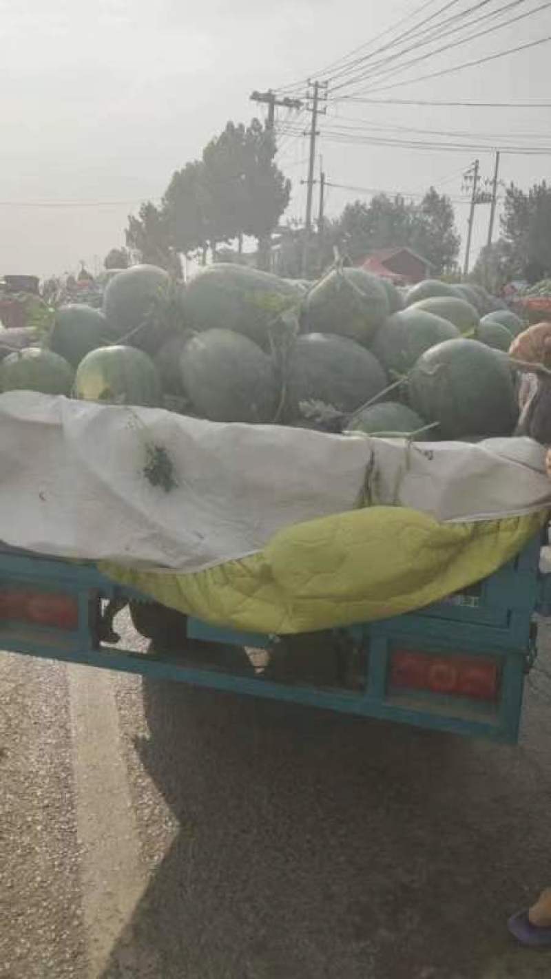 龙卷风西瓜火热供应，协助装货，品质保证。耐运输