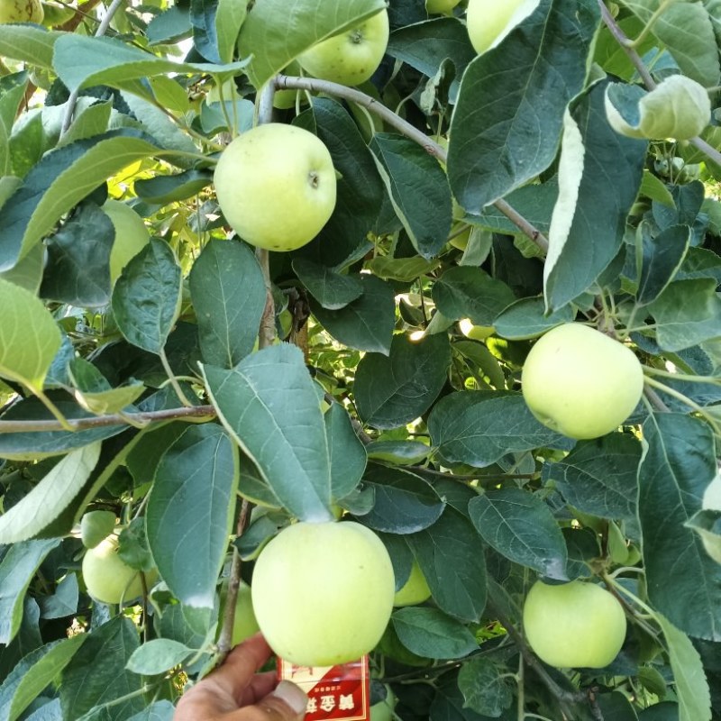 早熟苹果又大又脆