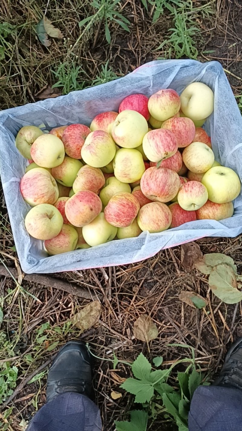早熟苹果又大又脆