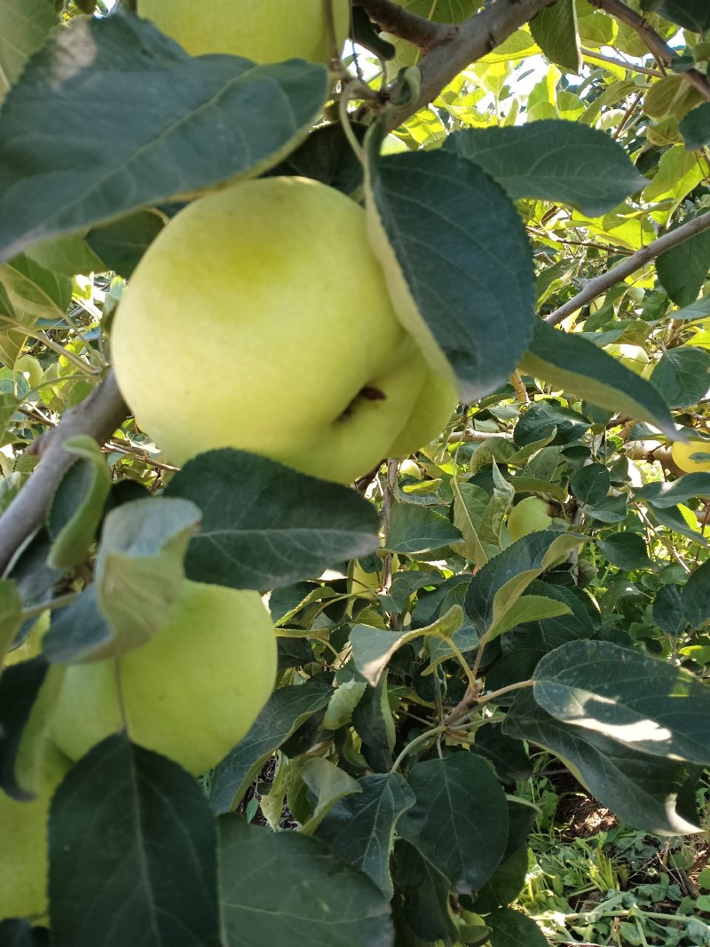 早熟苹果又大又脆