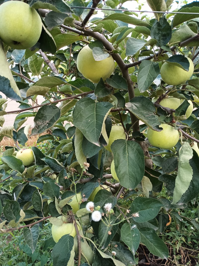 早熟苹果又大又脆