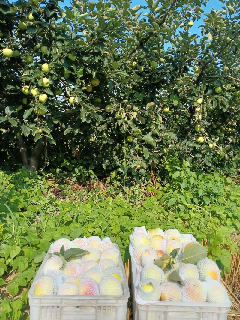 早熟苹果又大又脆