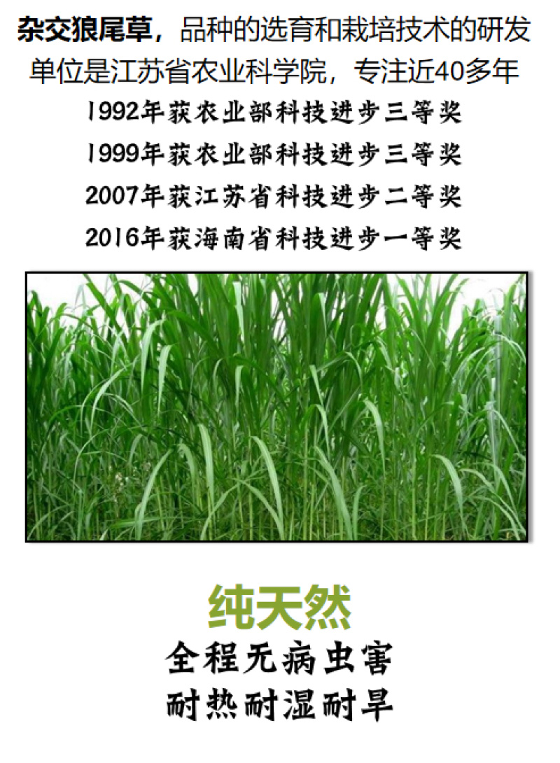 厂家直销猪颗粒料高蛋白用量少更省钱包邮