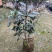 茶叶树苗木批发园林绿化工程种植龙井绿茶白茶大茶树桩头