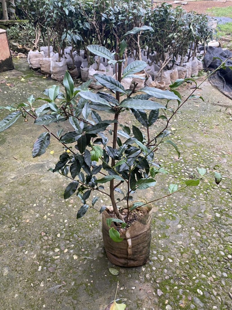 茶叶树苗木批发园林绿化工程种植龙井绿茶白茶大茶树桩头