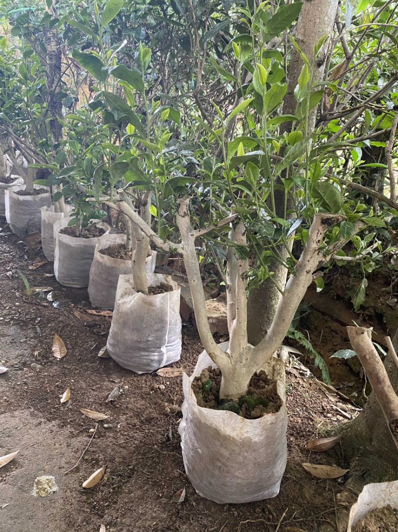 茶叶树苗木批发园林绿化工程种植龙井绿茶白茶大茶树桩头