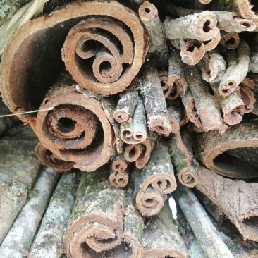 50年的老厚朴树皮鄂西大山深处天然无硫原生态
