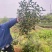 茶叶树苗木批发园林绿化工程种植龙井绿茶白茶大茶树桩头
