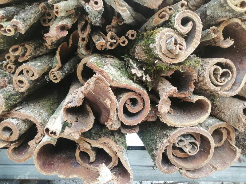 50年的老厚朴树皮鄂西大山深处天然无硫原生态