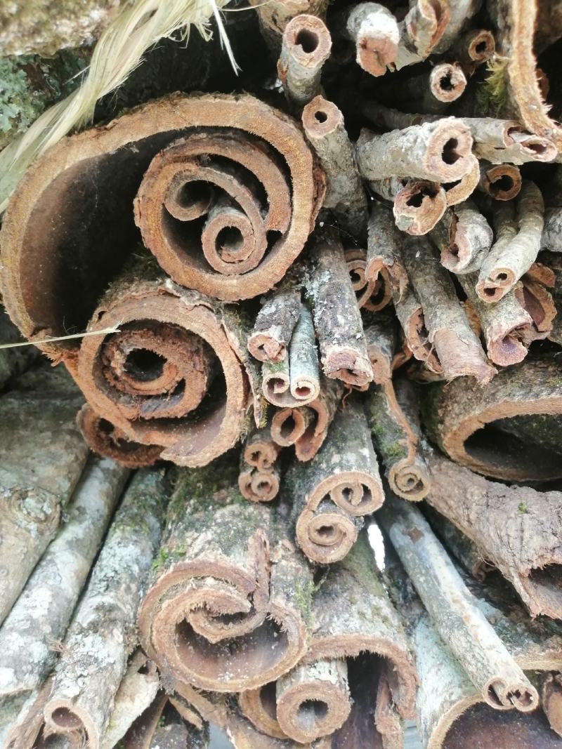 50年的老厚朴树皮鄂西大山深处天然无硫原生态