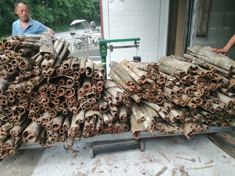 50年的老厚朴树皮鄂西大山深处天然无硫原生态