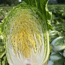 精品黄心白菜，货源充足，无抽薹，无烧心，保质保量，诚信