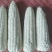 重庆四川糯玉米万糯2000优质白糯米大量上市产地直发