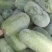 河北衡水万亩冬瓜已大量上市了