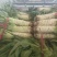 【荐】甘肃白银小尖叶莴笋，皮薄肉青叶子绿质量保证欢迎选购