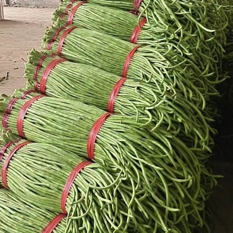 河北精品青条豆角，保质保量，色泽好无虫蛀，诚信经营！