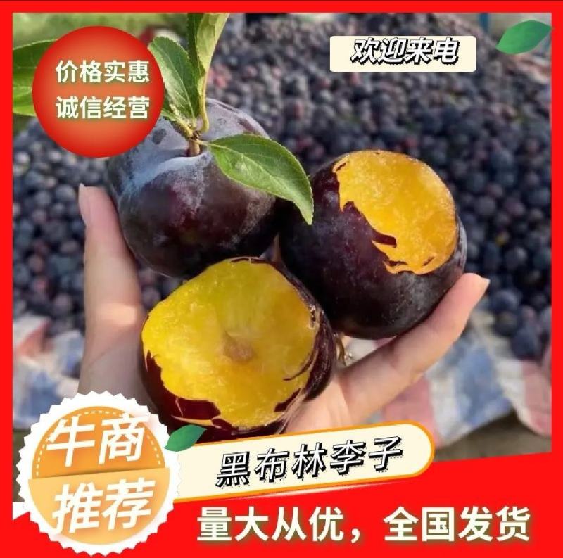 广西桂林灌阳黑李子大量上货酸甜可口核小