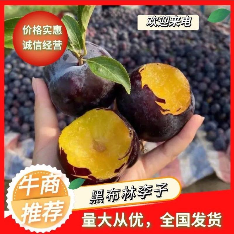 广西桂林灌阳黑李子大量上货酸甜可口核小