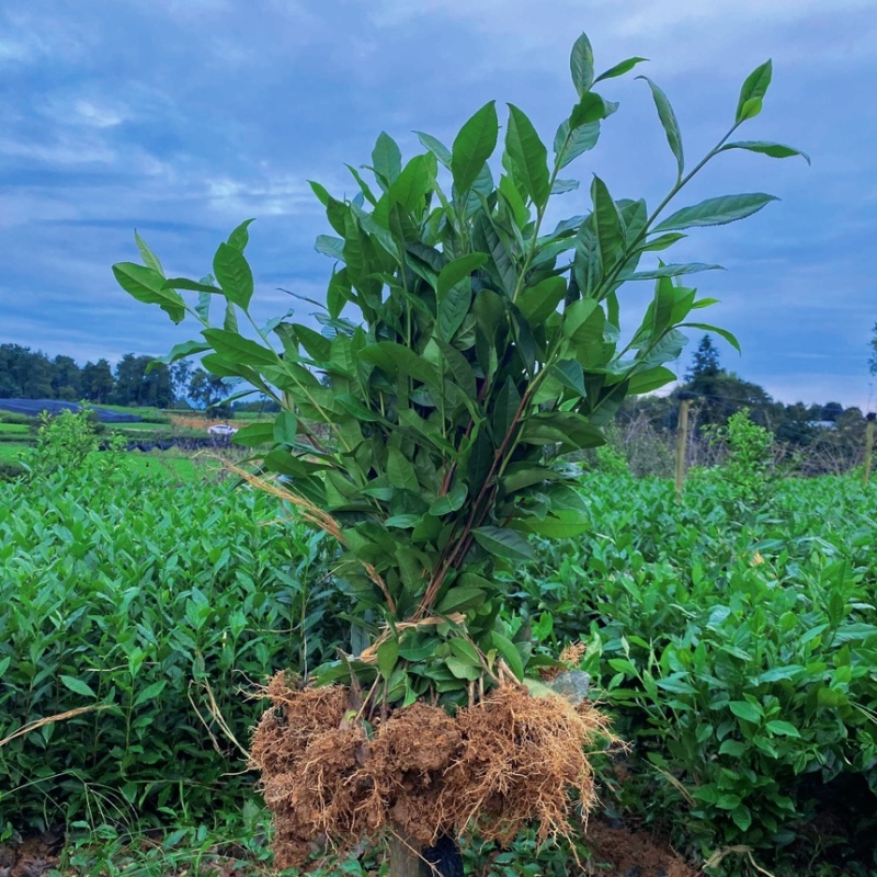 茶叶树苗木批发园林绿化工程种植龙井绿茶白茶大茶树桩头