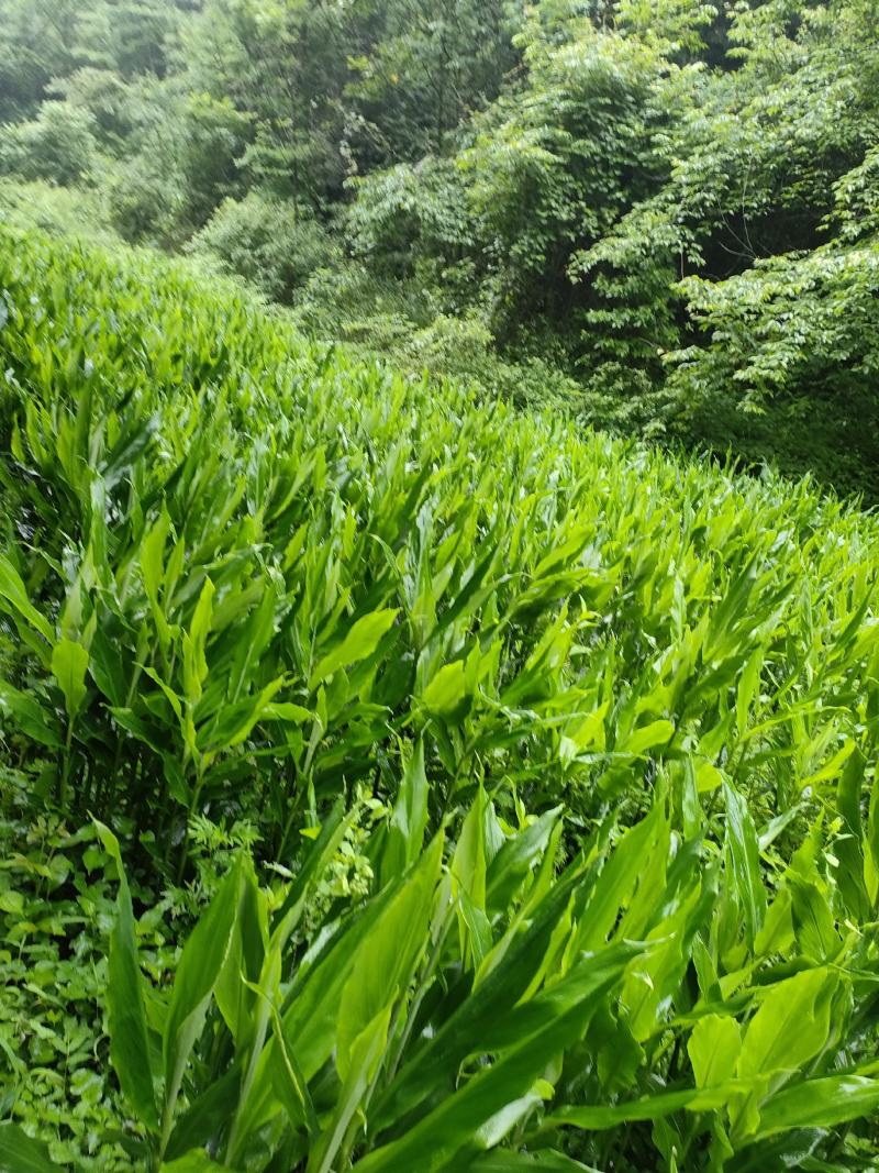 野生阳荷