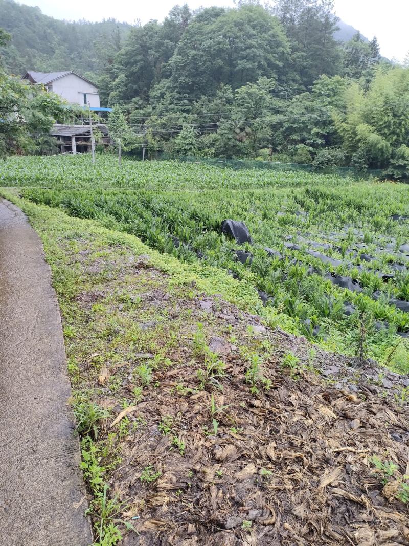 野生阳荷