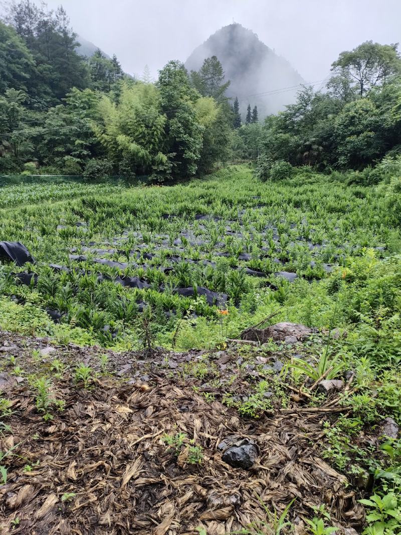 野生阳荷