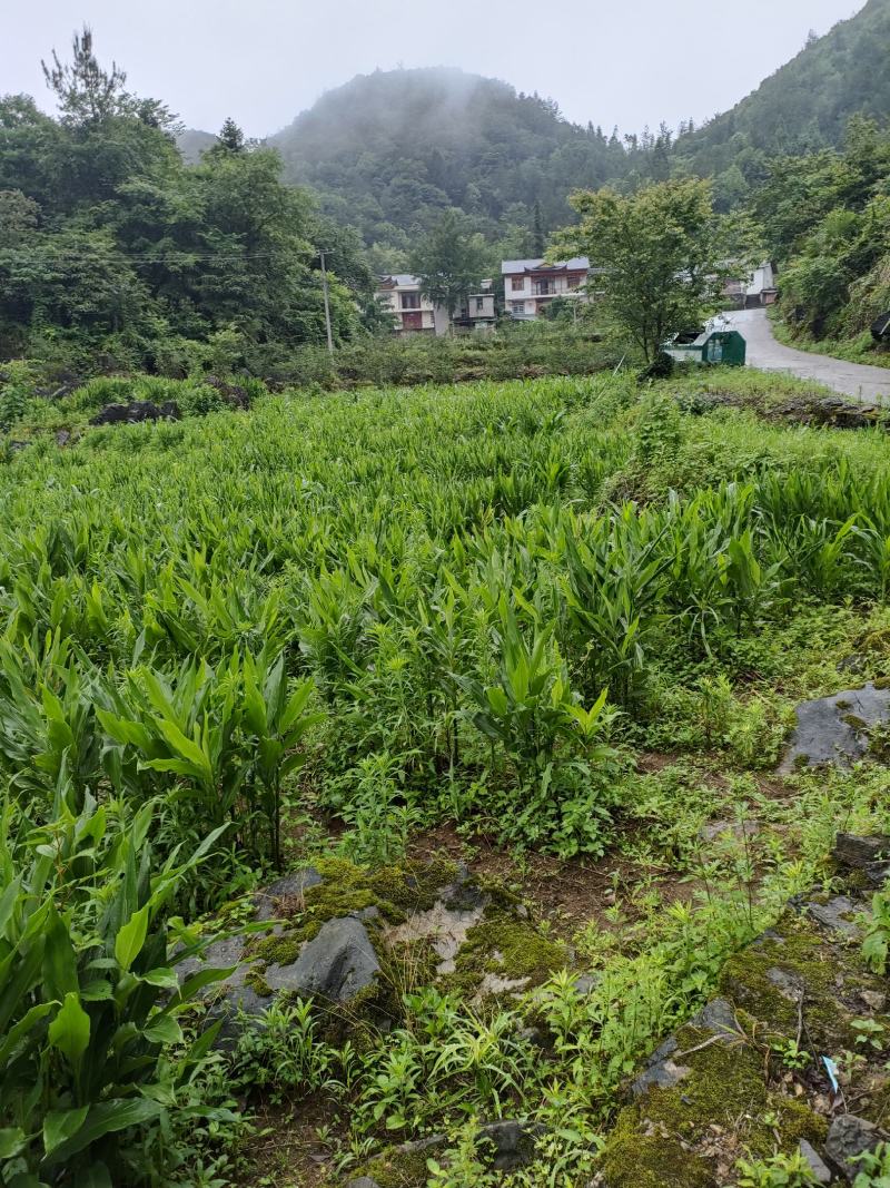 野生阳荷