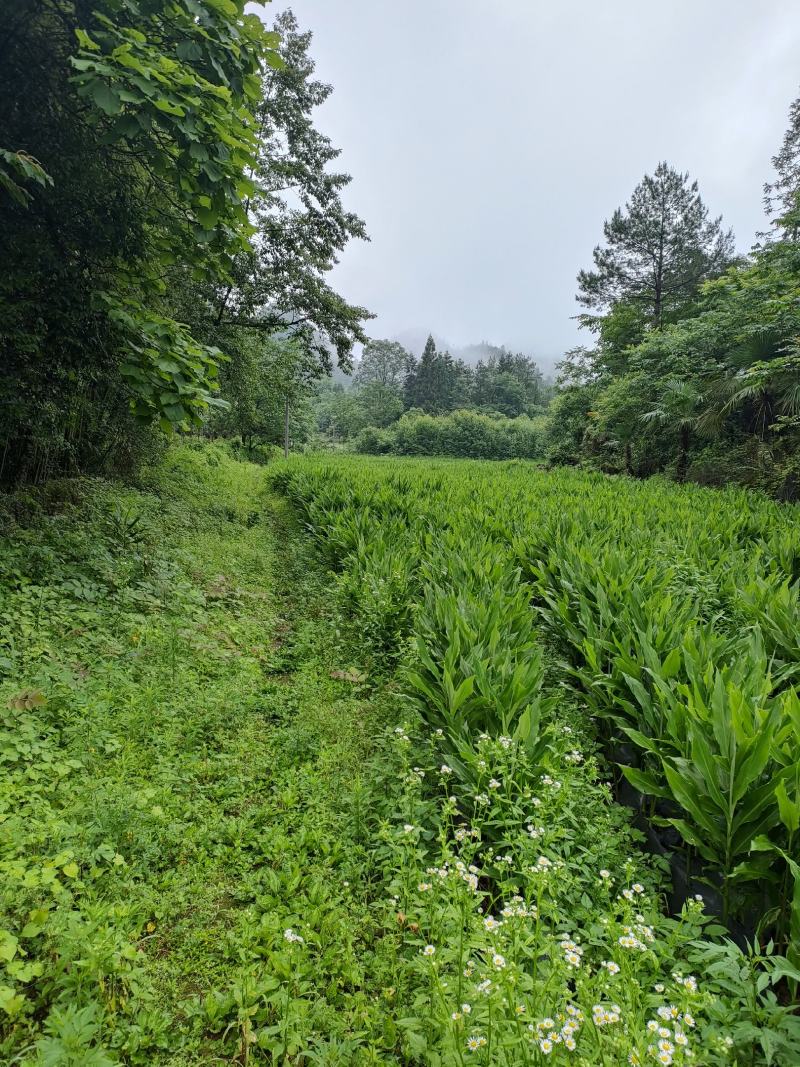 野生阳荷