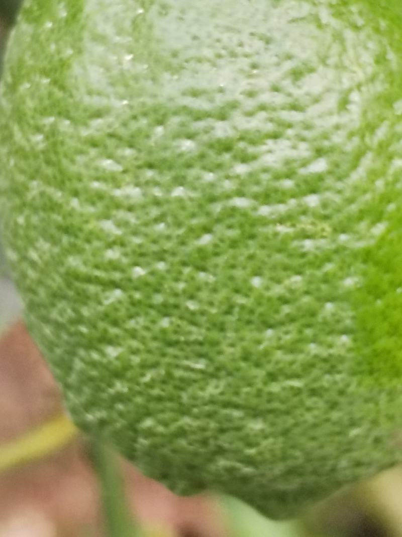 鲜柠檬