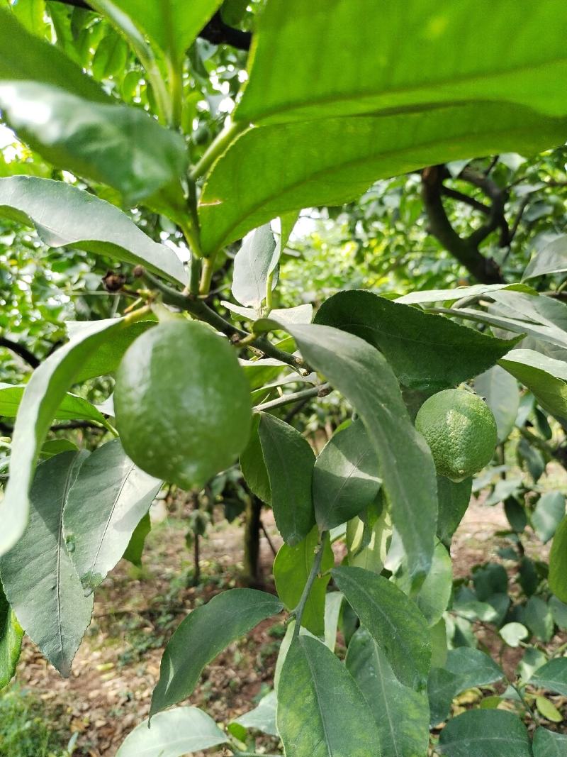 鲜柠檬