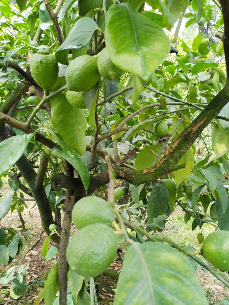鲜柠檬