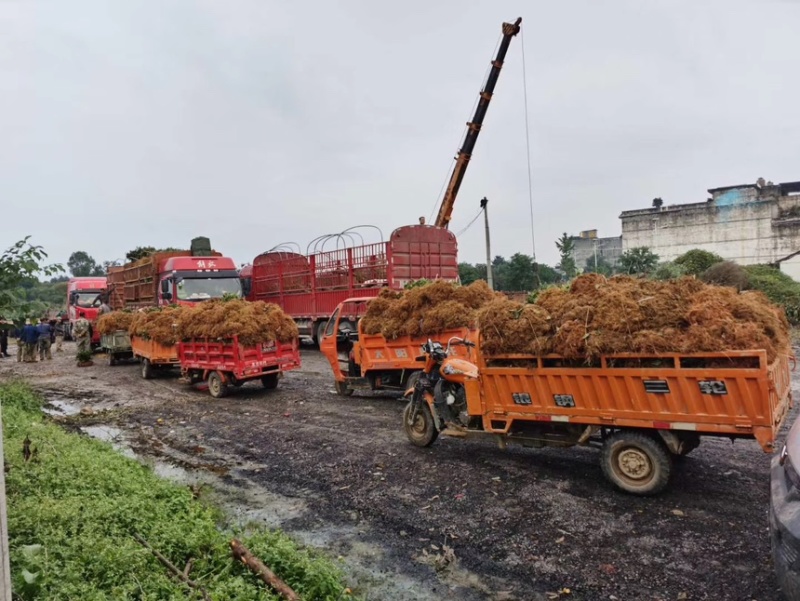 茶叶树苗木批发园林绿化工程种植龙井绿茶白茶大茶树桩头