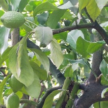 鲜柠檬