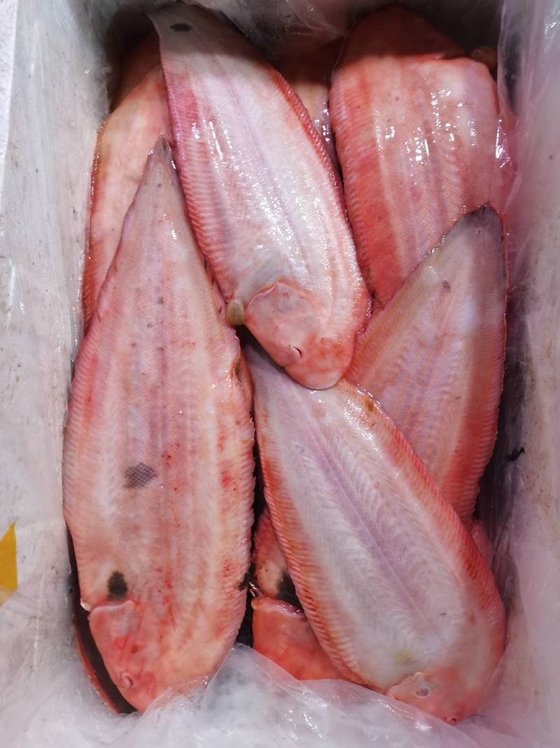 冰鲜比目鱼鳎板鱼半滑舌鳎鱼
