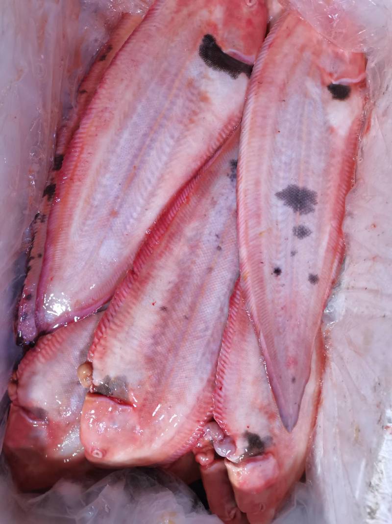 冰鲜比目鱼鳎板鱼半滑舌鳎鱼