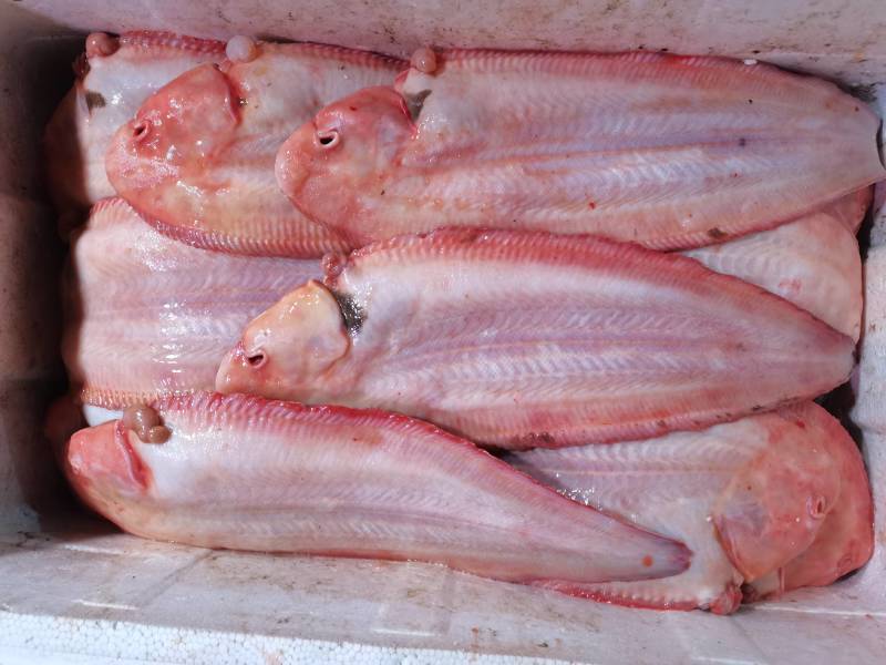 冰鲜比目鱼鳎板鱼半滑舌鳎鱼